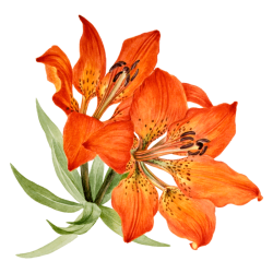 header-flower-bottom