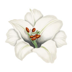 what-we-offer-flower